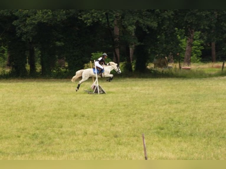 Connemara Caballo castrado 8 años 140 cm Tordo in Créon D&#39;armagnac