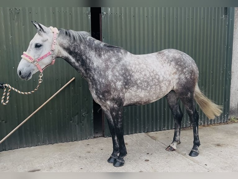 Connemara Caballo castrado 8 años 140 cm Tordo rodado in Sligo