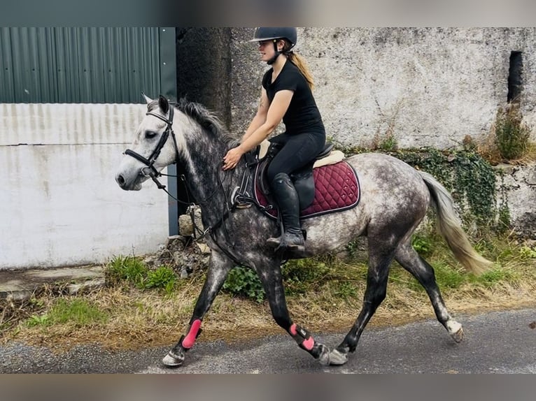 Connemara Caballo castrado 8 años 140 cm Tordo rodado in Sligo
