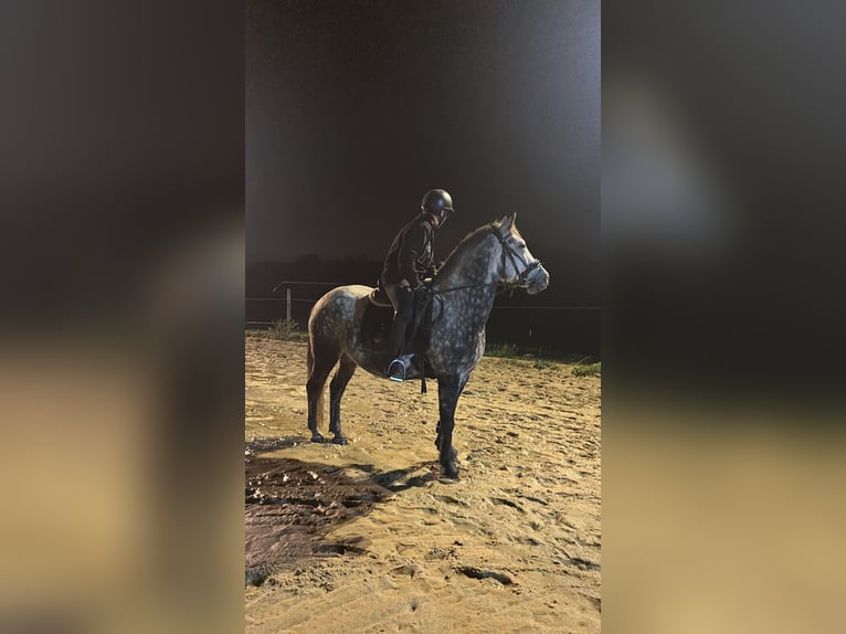 Connemara Mestizo Caballo castrado 8 años 146 cm Tordo rodado in Iserlohn