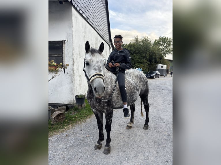 Connemara Mestizo Caballo castrado 8 años 146 cm Tordo rodado in Iserlohn