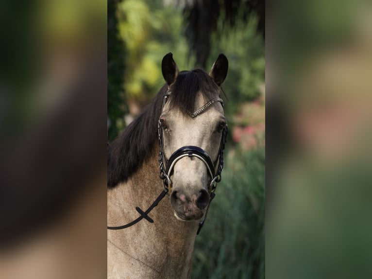 Connemara Caballo castrado 8 años 147 cm Bayo in Micanopy
