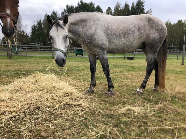 Connemara Caballo castrado 8 años 148 cm Tordo in Pieńki Zarębskie