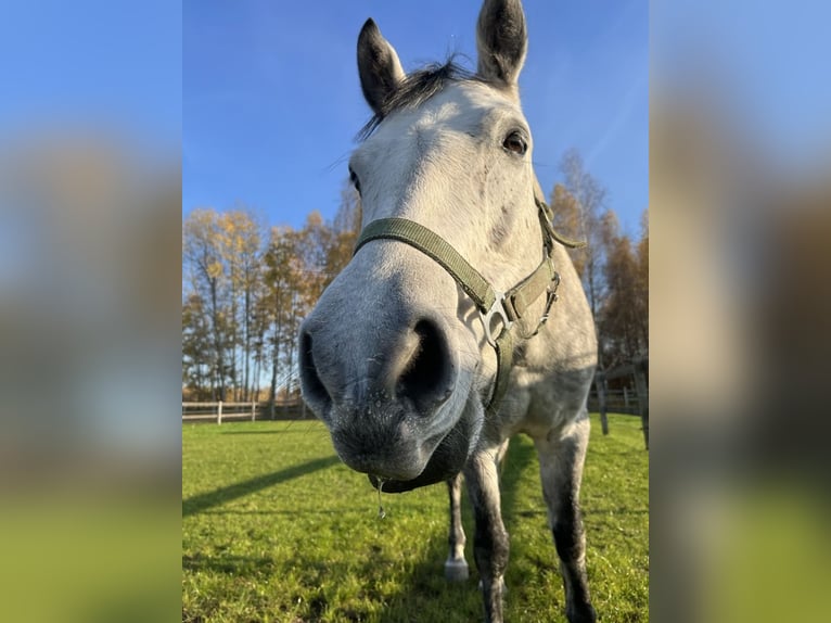 Connemara Caballo castrado 8 años 148 cm Tordo in Pieńki Zarębskie