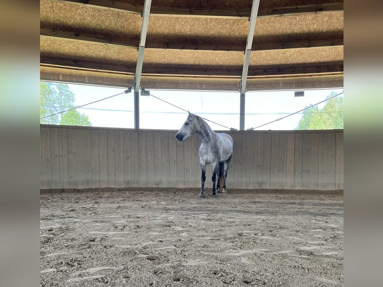 Connemara Caballo castrado 8 años 148 cm Tordo in Pieńki Zarębskie