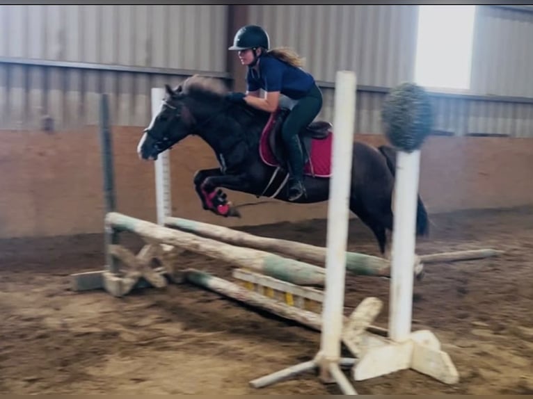 Connemara Caballo castrado 8 años 148 cm Tordo in Sligo