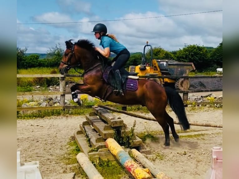 Connemara Caballo castrado 8 años 148 cm Tordo in Sligo