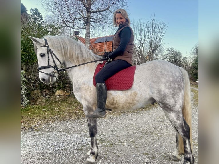 Connemara Caballo castrado 8 años 150 cm White/Blanco in Icking