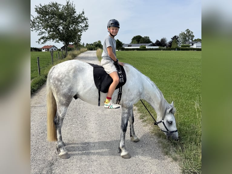 Connemara Caballo castrado 8 años 150 cm White/Blanco in Icking