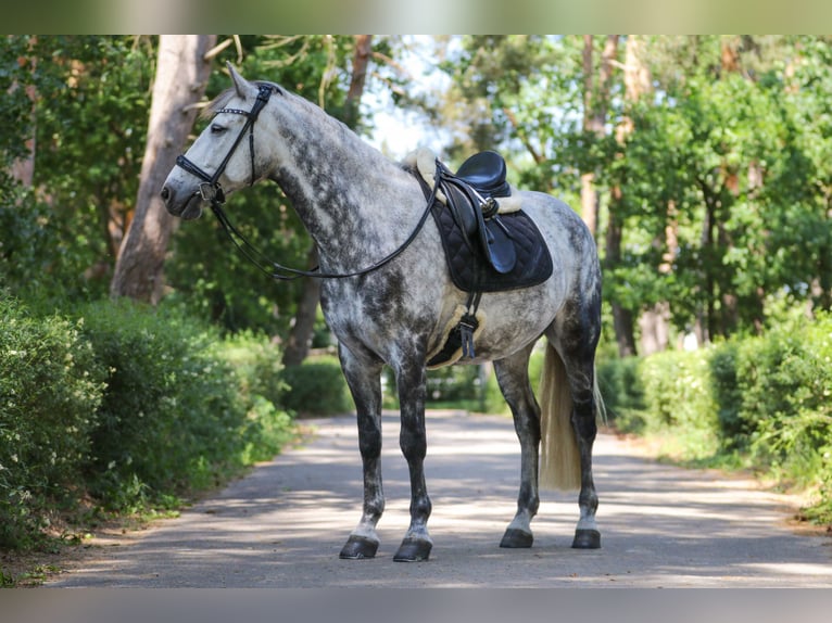 Connemara Caballo castrado 8 años 160 cm Tordo rodado in Berlin