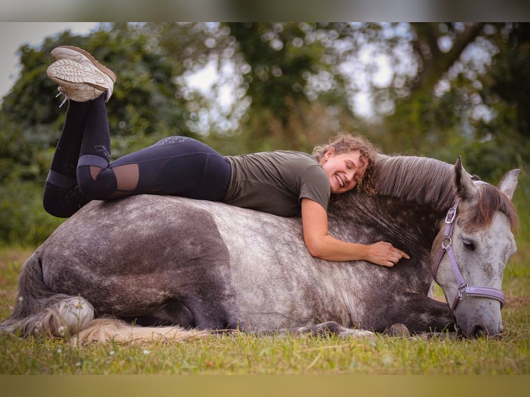 Connemara Caballo castrado 8 años 160 cm Tordo rodado in Berlin