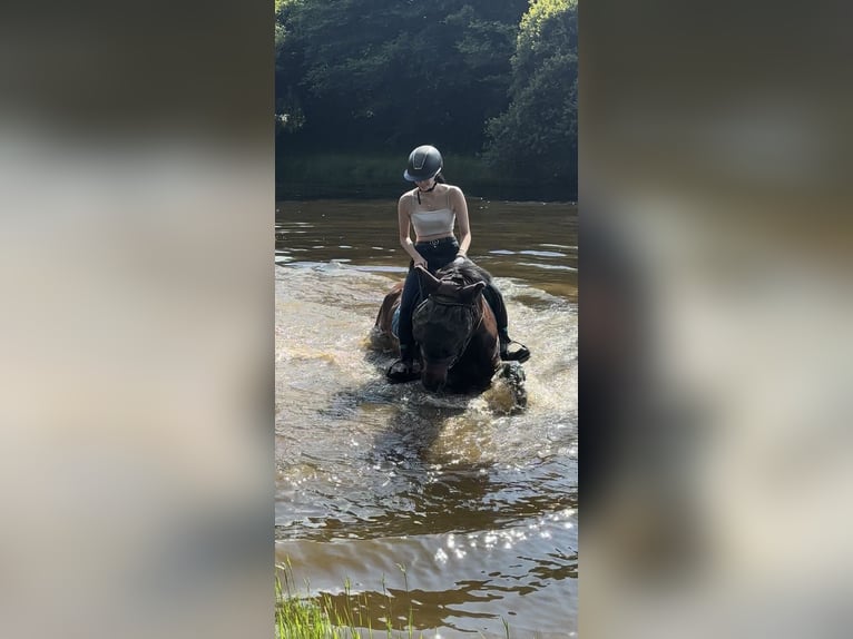 Connemara Mestizo Caballo castrado 8 años 165 cm Castaño in pouligny-notre-dame