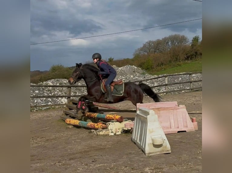 Connemara Caballo castrado 8 años Castaño rojizo in Sligo