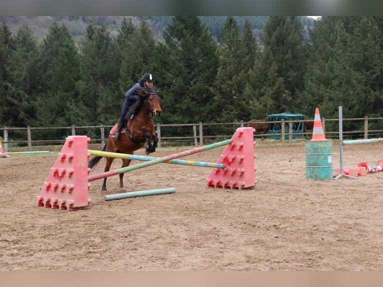 Connemara Caballo castrado 9 años 135 cm Castaño in st genes champesp