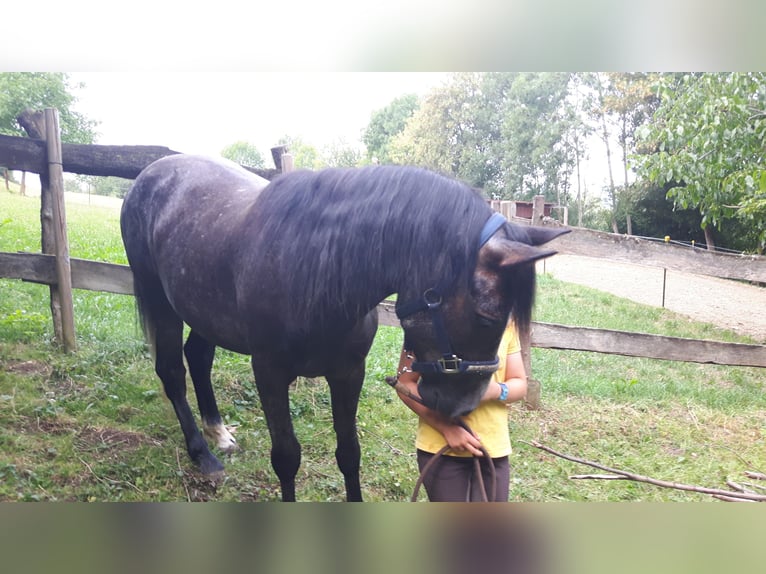 Connemara Caballo castrado 9 años 144 cm Musgo in Heubach