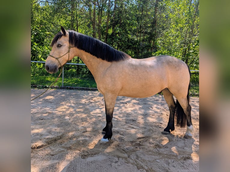 Connemara Caballo castrado 9 años 145 cm Bayo in Pyrbaum