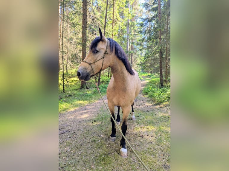 Connemara Caballo castrado 9 años 145 cm Bayo in Pyrbaum