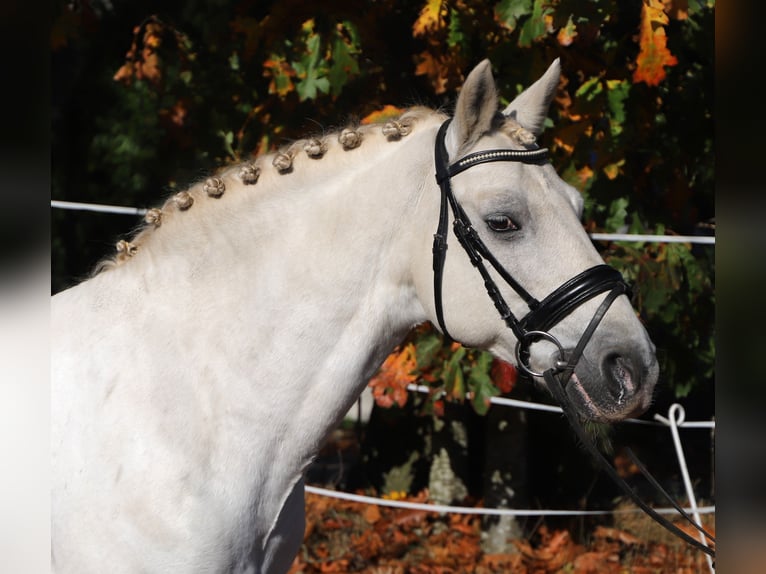 Connemara Mestizo Caballo castrado 9 años 146 cm Tordo in uelsen