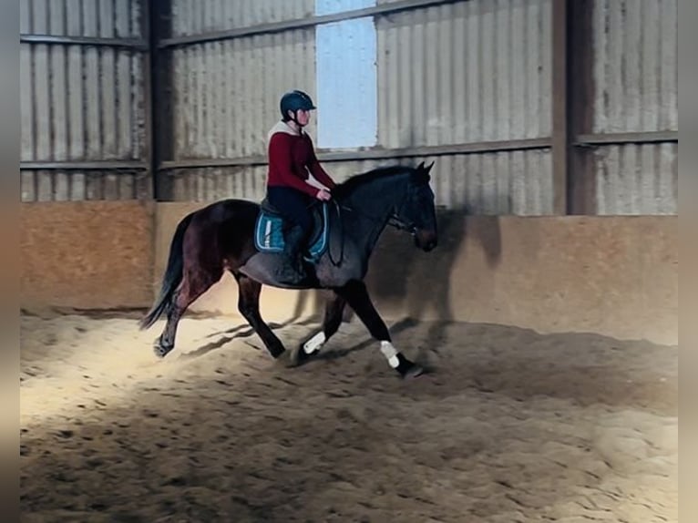 Connemara Caballo castrado 9 años 148 cm Castaño in Sligo