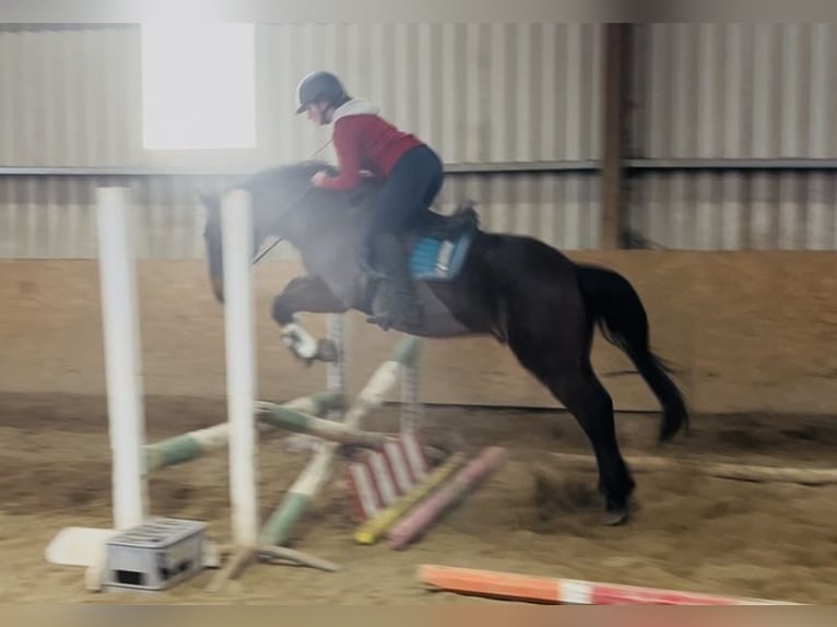 Connemara Caballo castrado 9 años 148 cm Castaño in Sligo