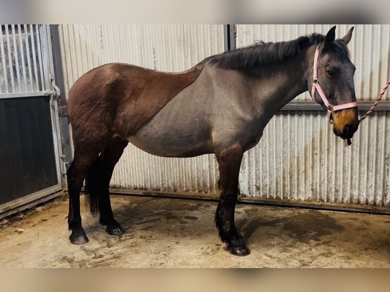 Connemara Caballo castrado 9 años 148 cm Castaño in Sligo