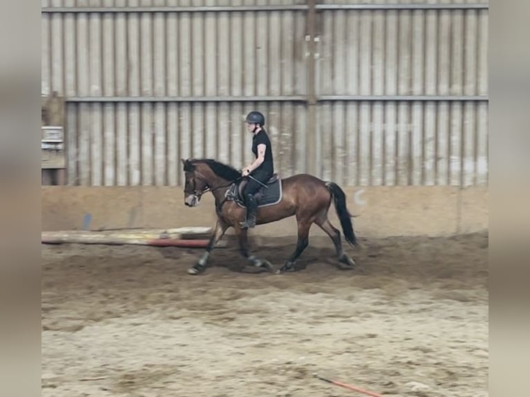 Connemara Caballo castrado 9 años 148 cm Castaño in Sligo