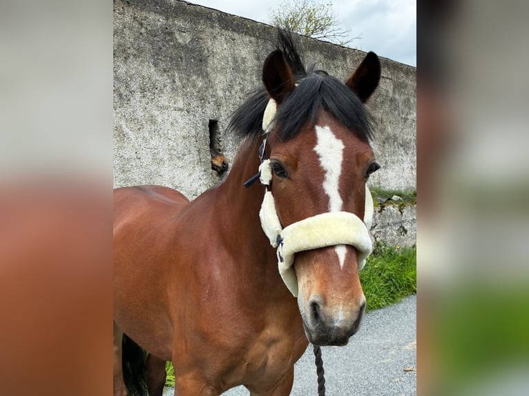 Connemara Caballo castrado 9 años 148 cm Castaño in Sligo