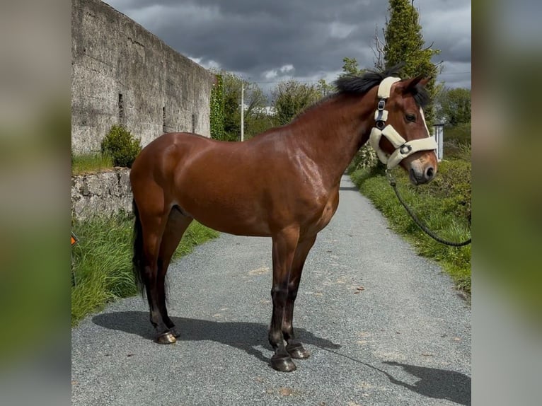 Connemara Caballo castrado 9 años 148 cm Castaño in Sligo