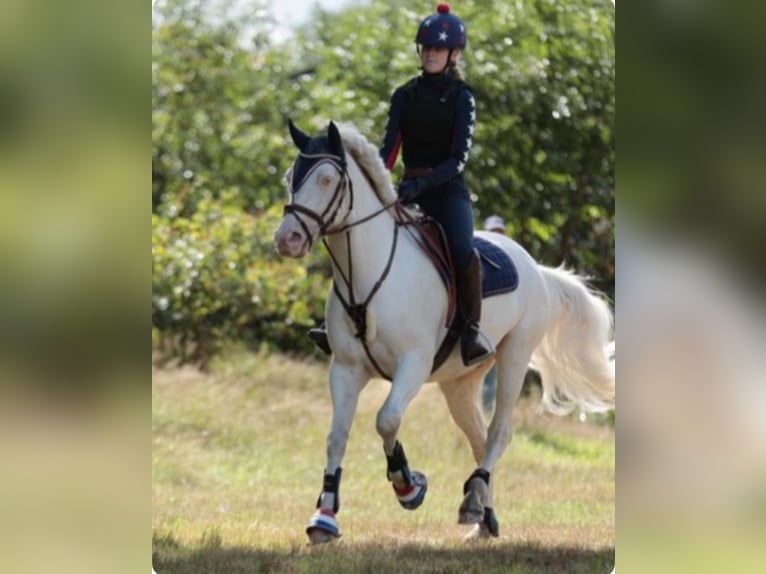 Connemara Caballo castrado 9 años 148 cm Cremello in Roggel