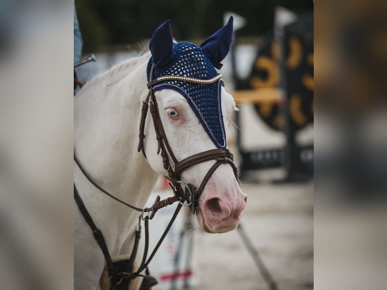 Connemara Caballo castrado 9 años 148 cm Cremello in Roggel