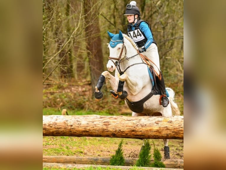 Connemara Caballo castrado 9 años 148 cm Cremello in Roggel