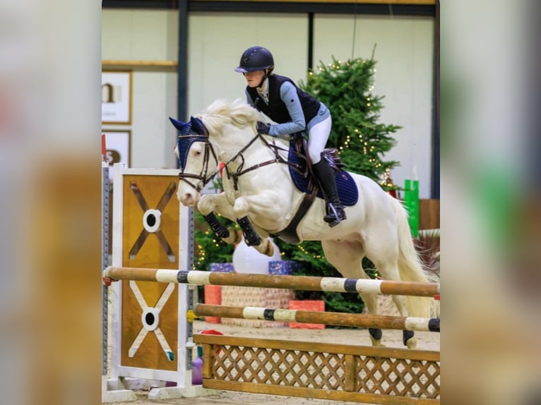 Connemara Caballo castrado 9 años 148 cm Cremello in Roggel