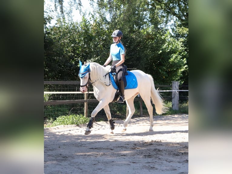 Connemara Caballo castrado 9 años 148 cm Cremello in Roggel