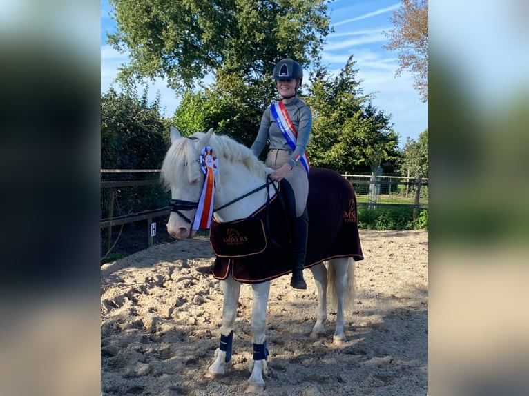Connemara Caballo castrado 9 años 148 cm Cremello in Roggel