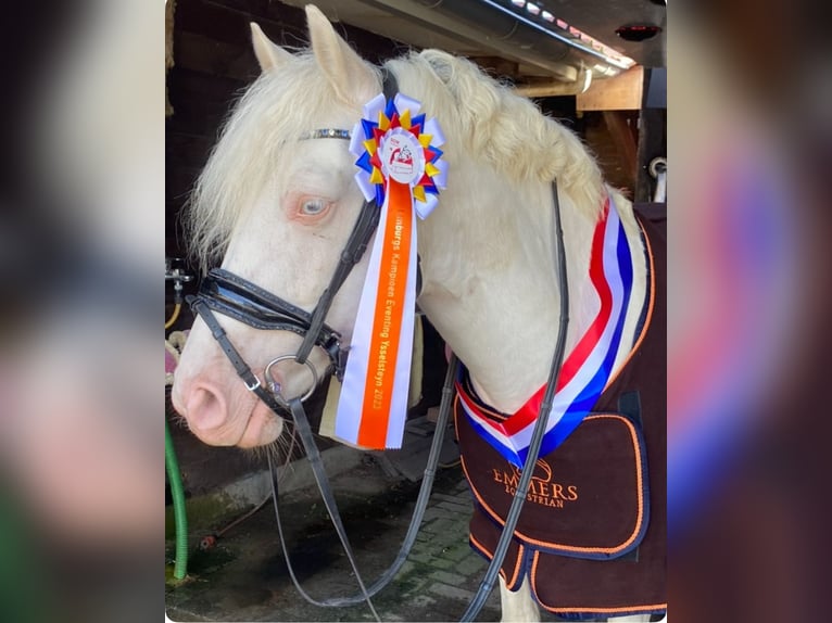 Connemara Caballo castrado 9 años 148 cm Cremello in Roggel