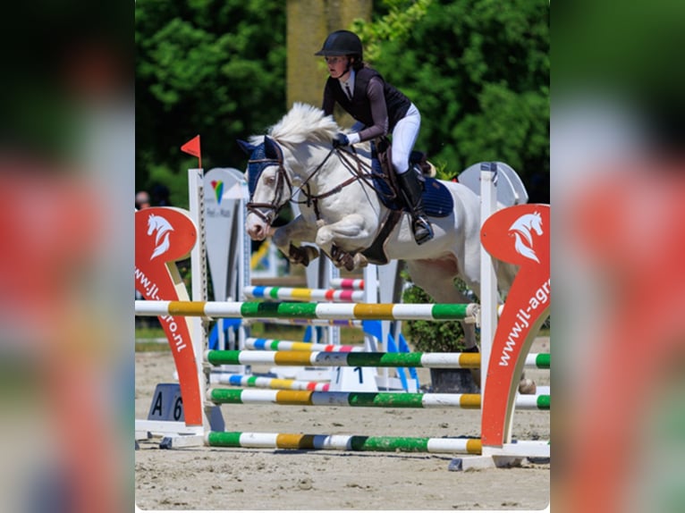Connemara Caballo castrado 9 años 148 cm Cremello in Roggel