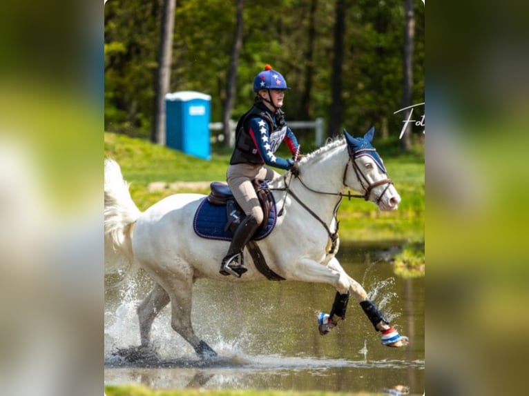 Connemara Caballo castrado 9 años 148 cm Cremello in Roggel