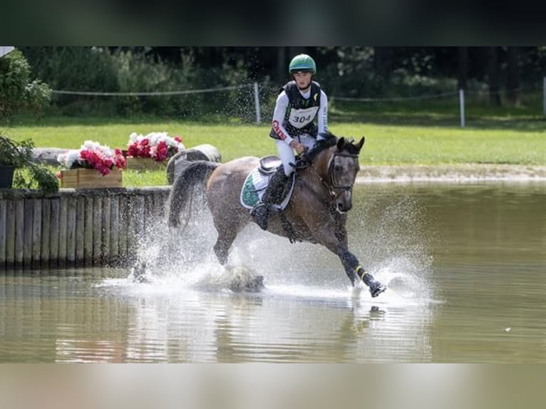 Connemara Mestizo Caballo castrado 9 años in Dublin