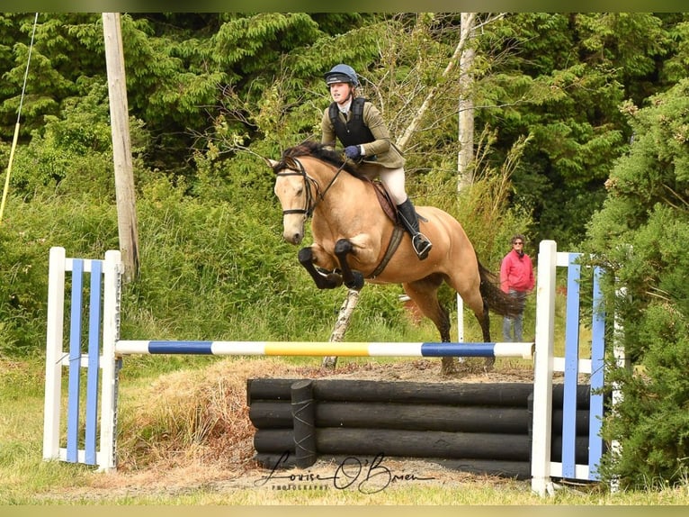 Connemara Mestizo Caballo castrado 9 años in Dublin