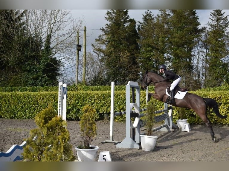 Connemara Mestizo Caballo castrado 9 años in Dublin