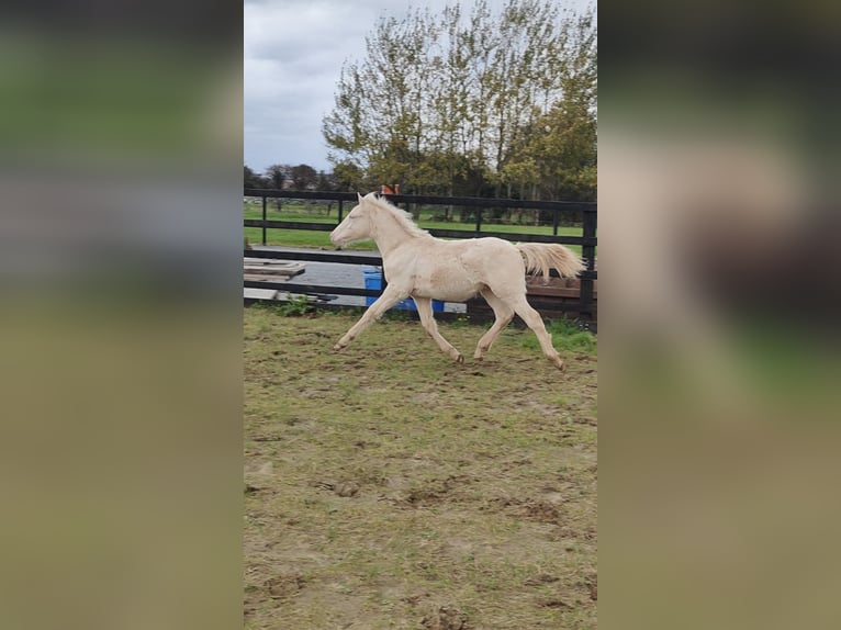 Connemara Caballo castrado Potro (04/2025) 148 cm Cremello in Galway
