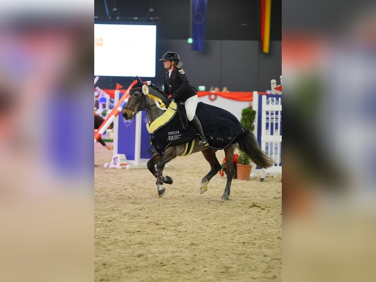 Connemara Castrone 10 Anni 146 cm Baio roano in Bad Abbach