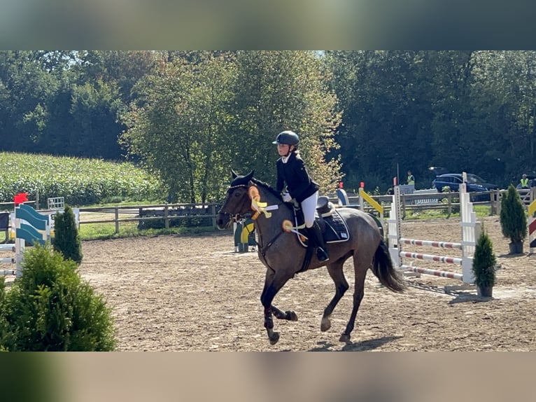 Connemara Castrone 10 Anni 146 cm Baio roano in Bad Abbach