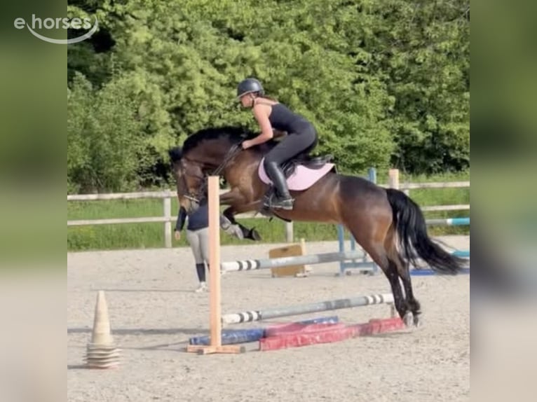 Connemara Castrone 10 Anni 148 cm Baio scuro in Villeneuve saint germain