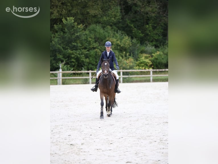Connemara Castrone 10 Anni 148 cm Baio scuro in Villeneuve saint germain