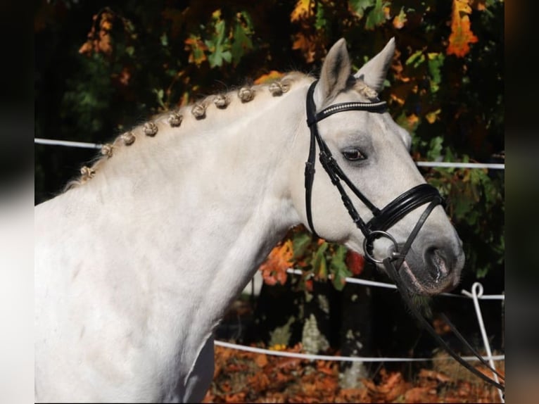 Connemara Mix Castrone 10 Anni 149 cm Grigio in Wachtendonk