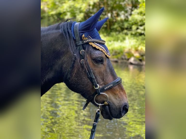 Connemara Castrone 10 Anni 152 cm Baio in Calw