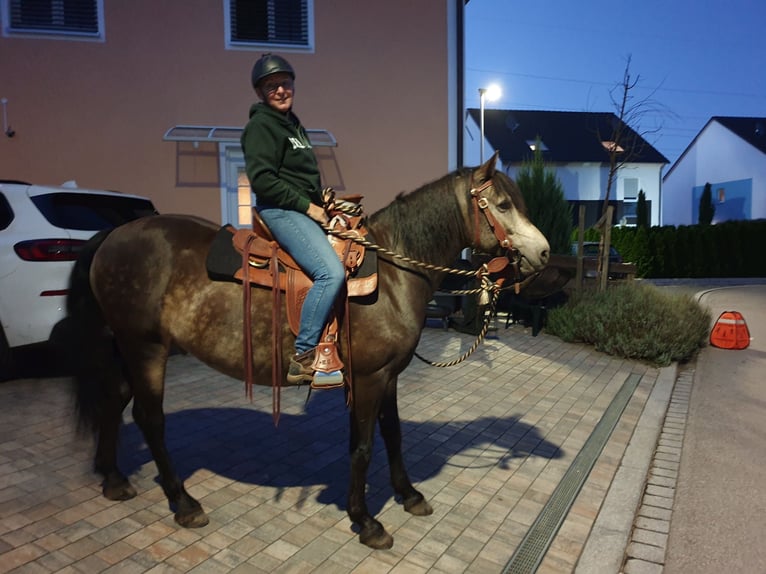 Connemara Castrone 10 Anni 152 cm Grullo in Nürnberg