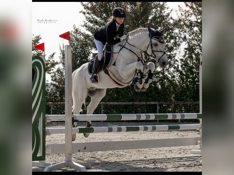 Connemara Castrone 10 Anni 154 cm Grigio in Bad Neustadt an der Saale