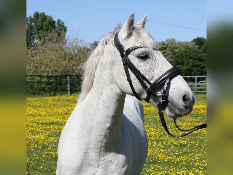 Connemara Castrone 11 Anni 134 cm Grigio in Wachtendonk